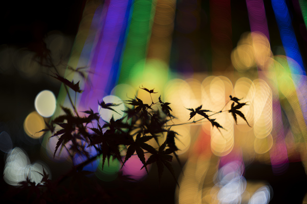 DSC01088r-F1.1.jpg
