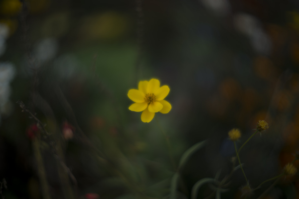 DSC01184r.jpg