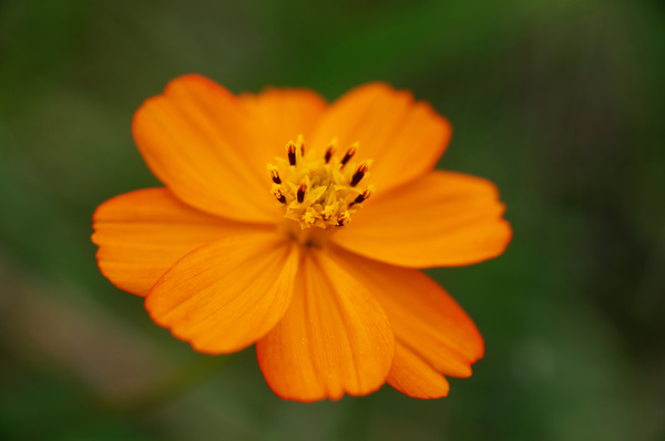 SDIM0081r.jpg
