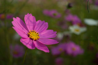 DSC00308-F3.5.jpg